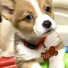 Pembroke Welsh Corgi Puppies from Haggard Family Corgis