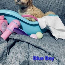 Goldendoodle Puppies from Toneytails Doodles