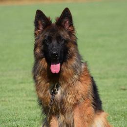 Olga - Black and red female German Shepherd puppy in Salem, South Carolina from Von Maqqedah Haus German Shepherds