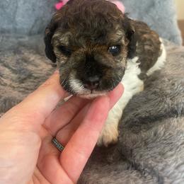 Bertha - Sable female Poodle puppy in Bee Branch, Arkansas from Scroggins Creek Doodles