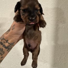 Red boy - Red male Dachshund puppy in Rio, Wisconsin from Three K Miniature Dachshunds