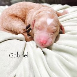 Gabriel - Apricot male Goldendoodle puppy in Pasco, Washington from Camp Doodle Woods