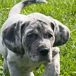 Great Dane Puppies from BkB’s House of Danes