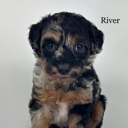 River - Merle female Goldendoodle puppy in Milford, Indiana from Railway Acres Kennel