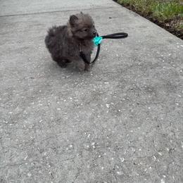 Orange - Wolf sable female Pomeranian puppy in Apollo Beach, Florida from Sherlock’s Poms