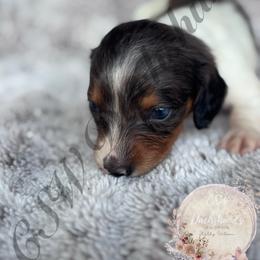 Genny - Piebald female Dachshund puppy in Lufkin, Texas from CSW Dachshunds