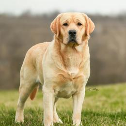 Labrador Retriever All Grown Up from Barton Creek Labradors