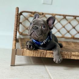 Akc Bambi Infinity French Bulldogs - Blue male French Bulldog puppy in Port St Lucie, Florida from Infinity French Bulldogs