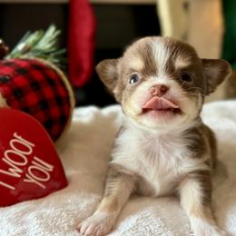 Chihuahua Puppies from Sunset Eves Chihuahuas