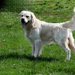 Ollie - Golden Retriever