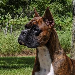 Kidd - Brindle female Boxer puppy in Victoria, Texas from Quinney’s Boxers and Boston Terriers