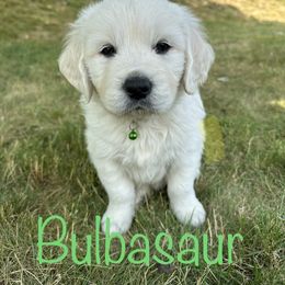 Golden Retriever Puppies from English Creams of Morningstar