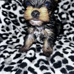 Girl 1 - Black and tan female Yorkshire Terrier puppy in Richland County, South Carolina from Nesha's Pawrific Tails