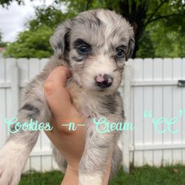 Aussiedoodle and Australian Shepherd Puppies from Rainbow Ranch