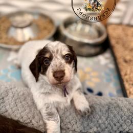 Purple Collar - Piebald female Dachshund puppy in Beaver, Pennsylvania from Meaden’s Mini Dachshunds