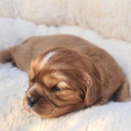Bongo - Ruby male Cavalier King Charles Spaniel puppy in Winthrop, New York from McMahon's Cavalier King Charles Spaniels
