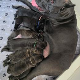 Cane Corso Puppies from CANE CORSO DI DROGHEDA