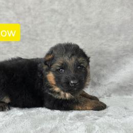 Girl 3 - Black and red female German Shepherd puppy in Sumner, Iowa from Vom Wilke Kennels