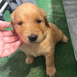 Girl 7 - Golden female Golden Retriever puppy in Saginaw, Michigan from Precious Kennel Retrievers