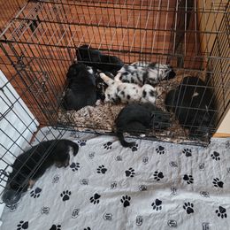 Australian Shepherd Puppies from Summit Australian Shepherds