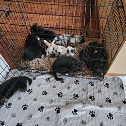 Australian Shepherd Puppies from Summit Australian Shepherds