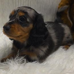 Boy 1 - male Dachshund puppy in Dade City, Florida from Kingpindoxies