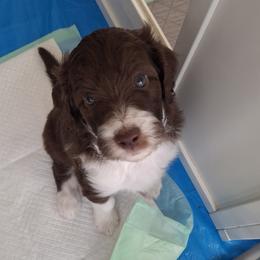 Aussiedoodle and Miniature Australian Shepherd Puppies from Aussies Acre