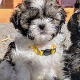 Havanese and Shih Tzu Puppies from Gnomies Furry Friends