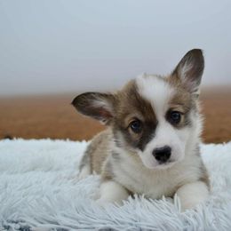 Gunnison - Pembroke Welsh Corgi puppy from Half-Pint Corgis
