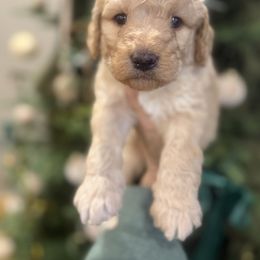 Hunter green collar - Apricot male Goldendoodle puppy in Homer, Georgia from Creekside Kennels