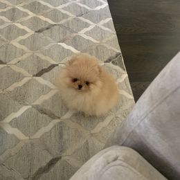 Pomeranian Puppies from Halo Poms