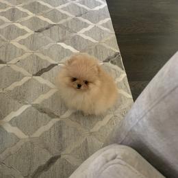 Pomeranian Puppies from Halo Poms