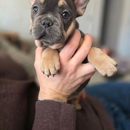 Bubbles - Blue fawn female French Bulldog puppy in Fayetteville, North Carolina from Burger's Pups