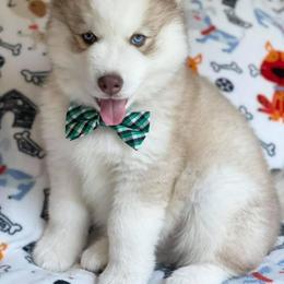 Siberian Husky Puppies from Freedom Run Acres