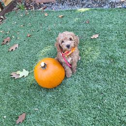 Goldendoodle puppies from Penny Lane’s Doodles