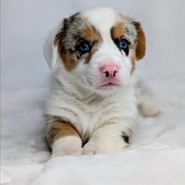 Linus aka Ziggy - Blue merle and white male American Corgi puppy in Clarksville, Tennessee from Cold Creek Family Farm LLC