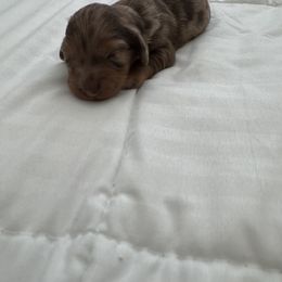 Dachshund Puppies from Twinkle Dachs