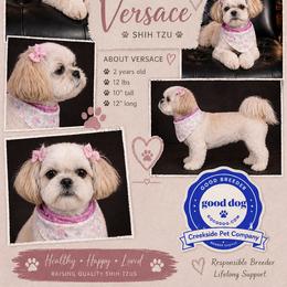 Versace - Shih Tzu
