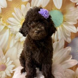 TEE - Chocolate female Goldendoodle puppy in La Grange, Georgia from Heartfelt GoldenDoodles