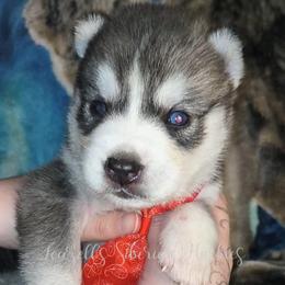 Kratos - Sable and white male Siberian Husky puppy in Richland, Mississippi from Feazell’s Siberian Huskies