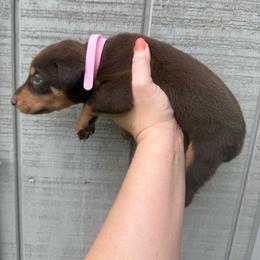 Baby Ruth - Red and rust female Doberman Pinscher puppy in Ludowici, Georgia from Royal Destiny Kennels