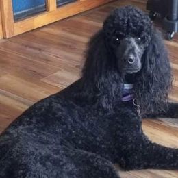 Poodles from Home Safe Dog Care