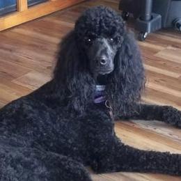 Poodles from Home Safe Dog Care