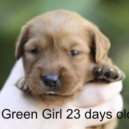 Green Girl - Dark golden female Golden Retriever puppy in Gonzales, Louisiana from True Grit Golden Retrievers