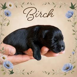 Birch - Black male Miniature Schnauzer puppy in Pendleton, South Carolina from Lap Happy Schnauzers