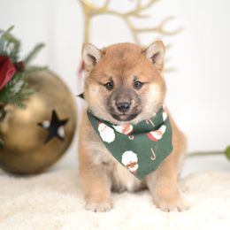 Bandit -FULL AKC REGISTRATION- - Red male Shiba Inu puppy in Neosho, Missouri from Kenny Cave K9s