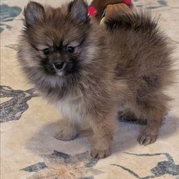 Mannie - Orange sable female Pomeranian puppy in Danielsville, Georgia from PassionatePomPoms