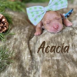 Acacia - Dark golden female Golden Retriever puppy in Murfreesboro, Tennessee from Mountain Tails