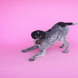 Chaos - German Wirehaired Pointer