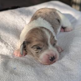 Lily - Dapple female Dachshund puppy in Waddell, Arizona from The Bearded Companions